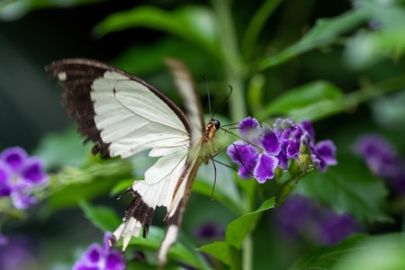 PAPILLON-18.jpg